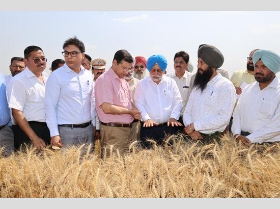 Punjab CS tours Samrala wheat fields, takes stock of wheat sown using surface seeder technique 