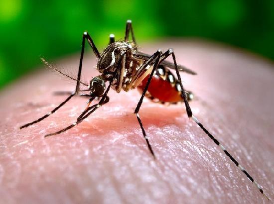 Don't let water stagnate anywhere for protection from dengue: District Health dept