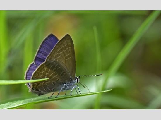 New Species of Butterfly- Common Ciliate Blue found fluttering in Butterfly Park, Chandigarh.....by Kulbhushan Kanwar