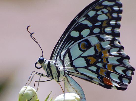 The delicate and beautiful world of butterflies