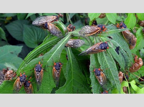 Cicada Invasion……by Dr. Rachhpal Sahota