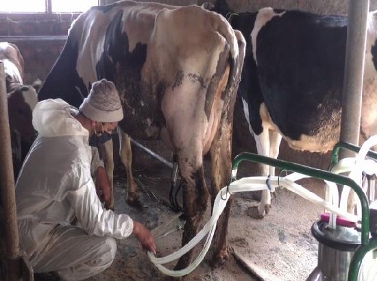 Lumpy Skin Disease in Cows- How serious is the threat for humans?........by Dr. Amandeep Aggarwal