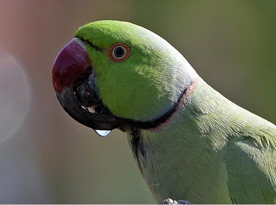 Beak Deformities In Birds...  by Kulbhushan Kanwar on World Parrot Day