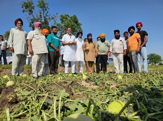 SAD candidate NK Sharma asks Mann Govt release immediate relief to farmers for damaged crops 