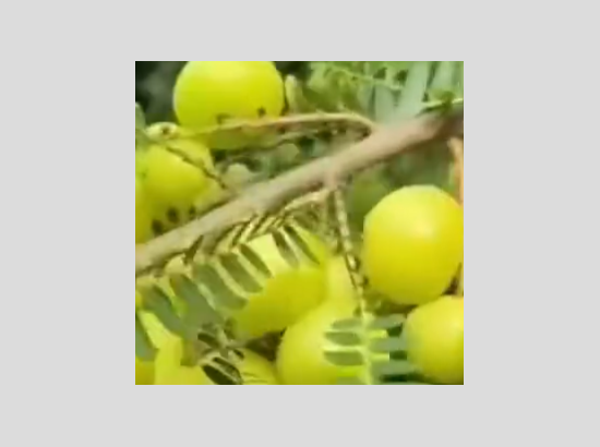 PM Modi makes special mention of ‘Amla’ in his Mann ki Baat, read what he said