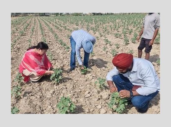 Important Advisory for Cotton Growers Regarding Cotton Crop