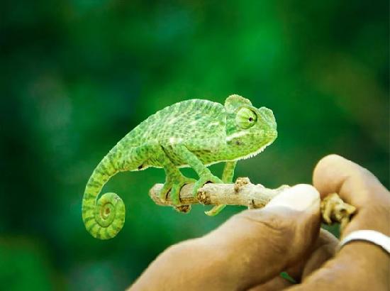New multicolor 3D printing technology is inspired by chameleons