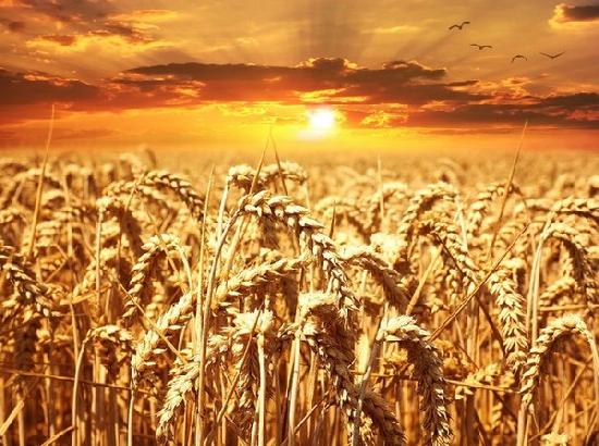 Centre estimates wheat procurement at 320 lakh tonne wheat, paddy 100 lakh tonne