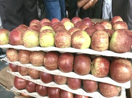 Himachal: Early apple varieties fetching high prices in wholesale markets