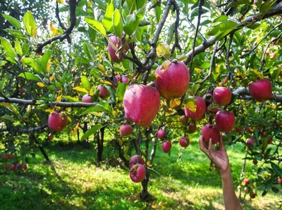 Good news for apple farmers: Centre raises minimum import price of apples