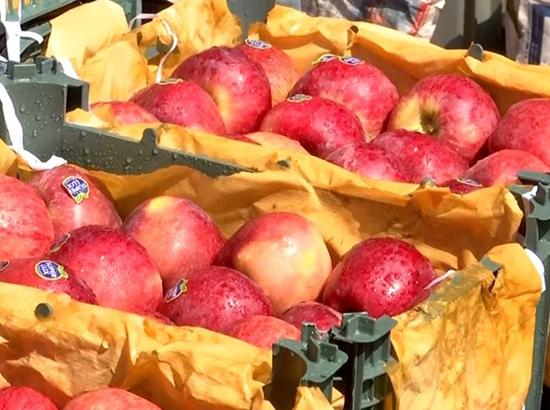 Farmers welcome hike in apple MIP, demand strict implementation, 100% import duty on foreign apples