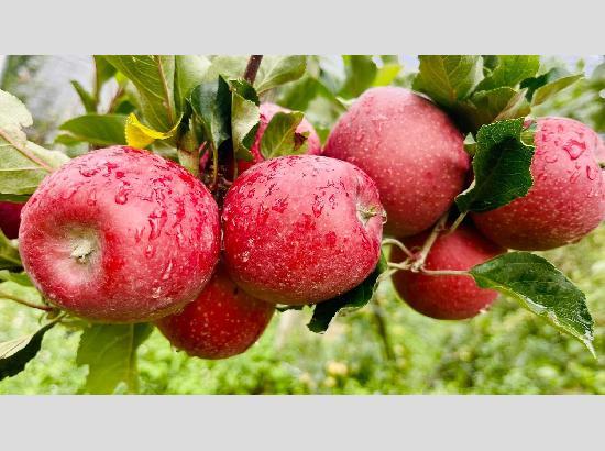 HPMC to procure C-Grade apples in Himachal; Online registration begins