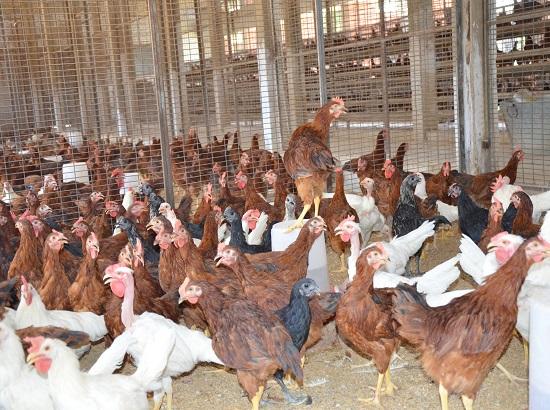 Bird flu scare: Vet Varsity issues advisory for Poultry farmers, handlers & consumers