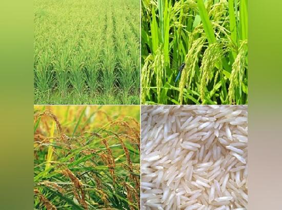 Punjab aims to bring ten lakh hectares under Basmati