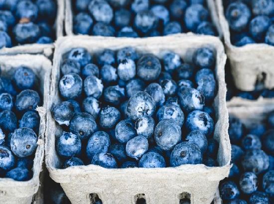 Researchers explain the blue color of blueberries