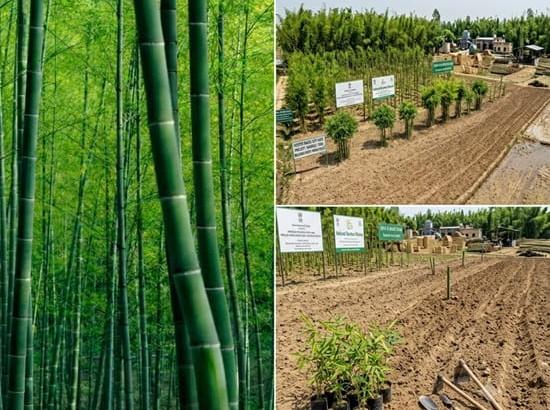 Punjab Gets Bamboo Push: Centre backs 857-acre project to break paddy-wheat cycle