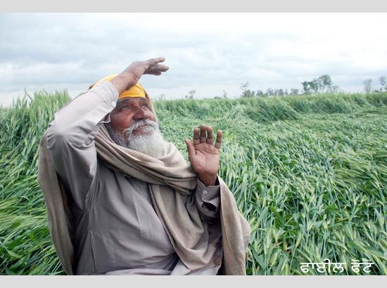 Babushahi Special: Punjab farmers stare at massive loss after hailstorm fury