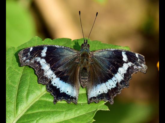 Blue Admiral Butterfly spotted for first time in Chandigarh