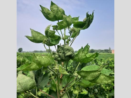 Cotton Crop’s new hop: PAU unveils virus-resistant breeding lines