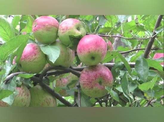 Himachal Govt to implement Universal Carton Fruit Packaging Act