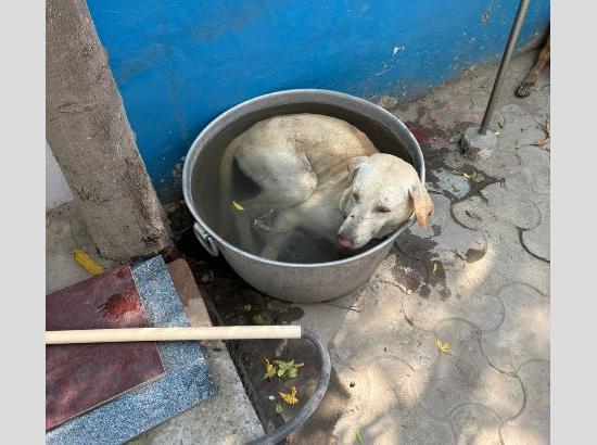 Street dog beats heat with Bucket Bath at Ferozepur Press Club