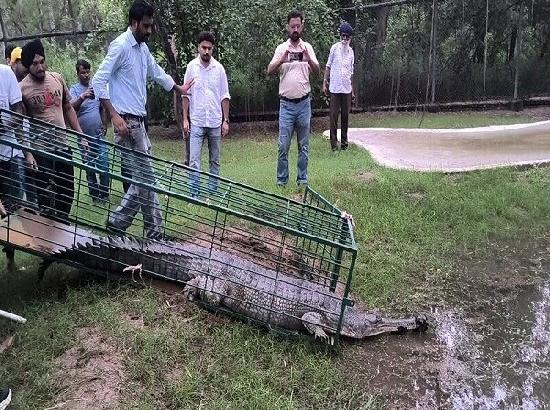 Five-Month Rescue Mission Ends Successfully as Rare Gharial Heads to Punjab