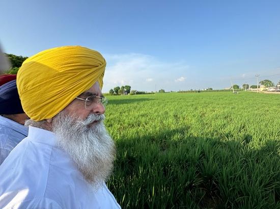 Punjab Agriculture Minister Khudian visits virus-hit paddy fields; Assures timely action, farmer support