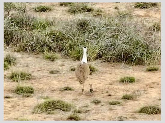 Great Indian Bustard chick born in Kutch after 10 years

