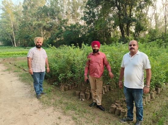 Over 3.5 Lakh saplings to be planted this monsoon to boost green cover 