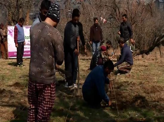 J-K: First lavender plantation drive begins at heritage Badamwari garden