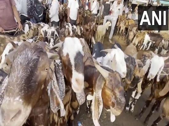 Delhi Govt issues strict guidelines against illegal animal sacrifice ahead of Bakri Eid