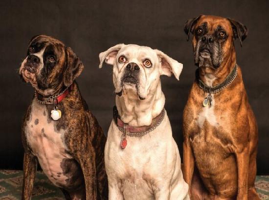 Dogs trained not to bark when they find explosives, ahead of Independence Day