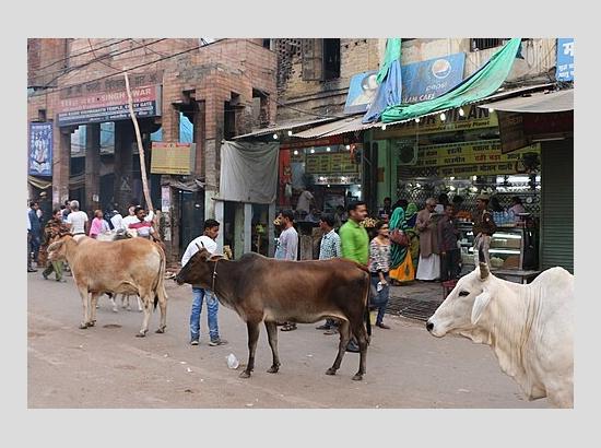 Haryana to launch statewide stray cattle-free campaign on this date