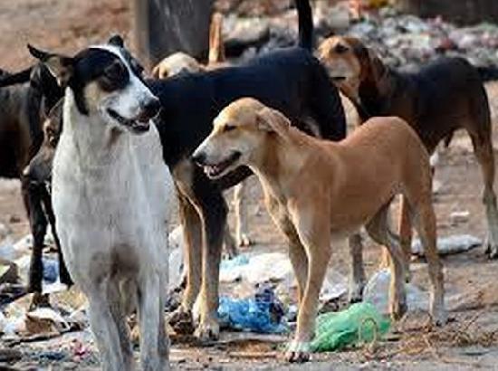 Stray dog attacks 5 people in one day in Machhiwara village, 2 referred to Chandigarh