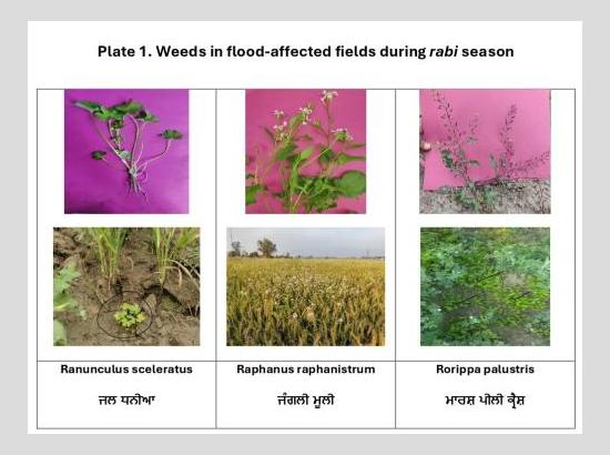 Floods Alter Punjab's Weed Map, PAU Warns of Emerging Agricultural Threats
