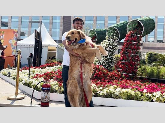 Two-day pet festival begins at Chandigarh