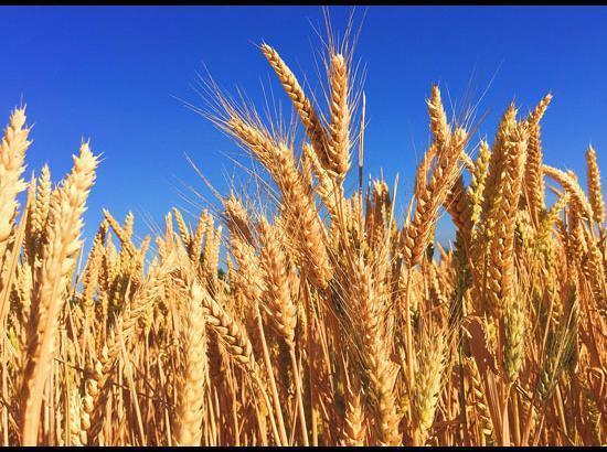 Modi Govt hikes MSP by Rs 50 per quintal for wheat