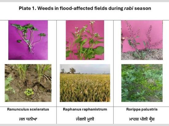 Floods Alter Punjab's Weed Map, PAU Warns of Emerging Agricultural Threats

