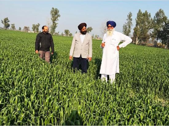 Ferozepur farmer sets example with pesticide-free quality crop production