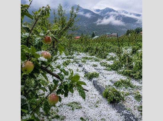 Hailstorm wreaks havoc in Kull valley, apple and vegetable crops suffer heavy damage