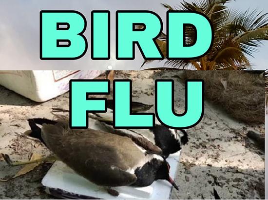 Bird Flu: Culling in Dera Bassi Farms to begin from Friday: Girish Dayalan