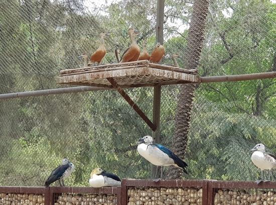 Chhatbir Zoo draws 3.71 lakh visitors in 8 months as Punjab steps up wildlife conservation drive