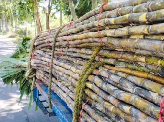 Punjab targets 700 lakh quintals of sugarcane as cultivation area rises to 1.16 lakh hectares