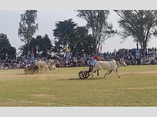 2nd day of Kila Raipur Olympics draws record crowds; Bullock cart races return after 12 yrs