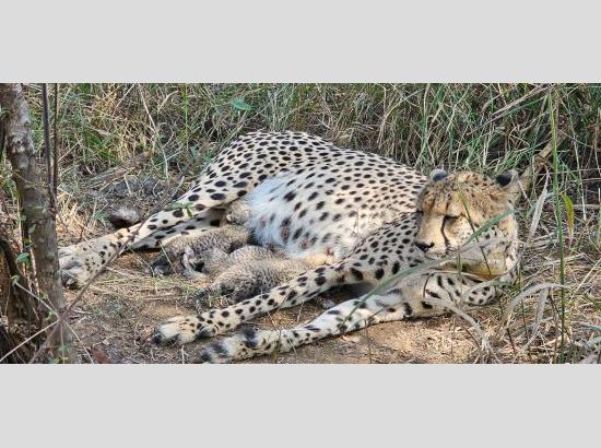 Kuno welcomes three new cubs as Indian Cheetah population rises to 38
