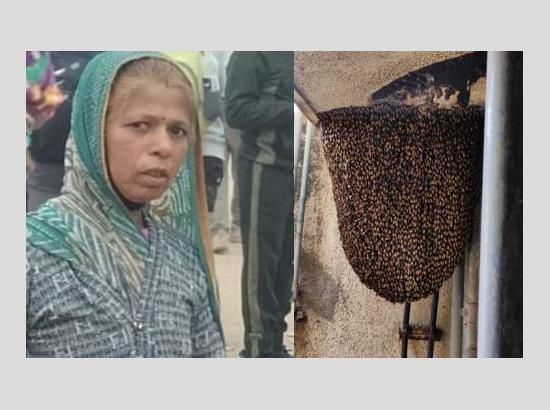 Read how Anganwadi Cook Kanchan Bai’s heroic sacrifice saved 20 children from bee attack