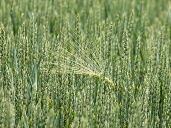 Monsoon rainfall 4% above normal as of June 24, Kharif sowing progressing well, claims ICICI Bank research