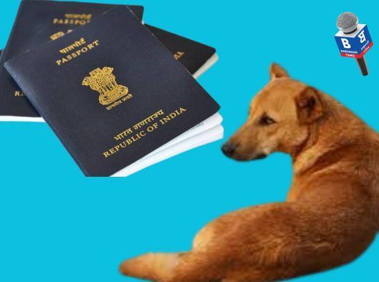 Two stray dogs from Amritsar to fly to Canada 