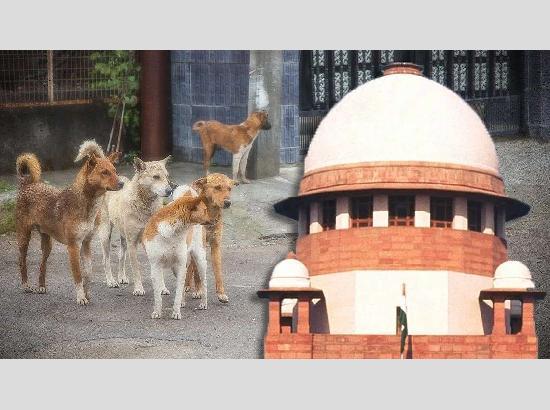 Chief Secretaries of states, UTs appear before SC in stray dogs menace case