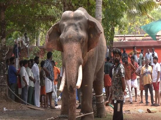 Elephant brought for temple festival runs amok; one killed, mahout injured